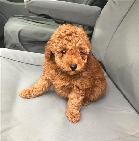 $300 : Toy Poodle image 1