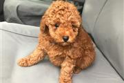 Toy Poodle en New Haven