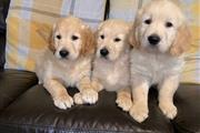 $600 : Pedigree Golden Retriever Pups thumbnail