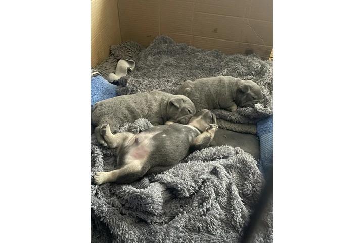 $500 : Bulldog Francés en Venta image 2