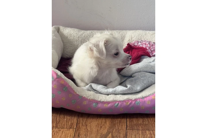 $250 : Chihuahua de pelo largo image 4