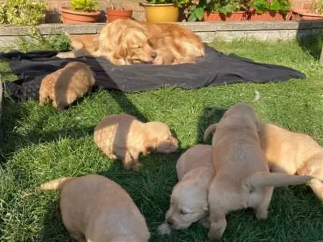 $550 : Health Golden Retriever Puppie image 1