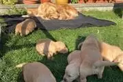 Health Golden Retriever Puppie