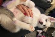 Siberian husky puppy thumbnail