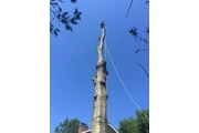 Happy Tree Services INC thumbnail