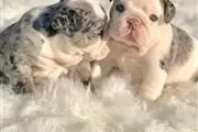 Cachorros de bulldog inglés en Yuma