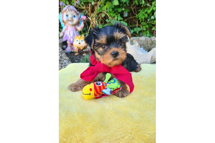 cachorros yorkies disponibles image 1