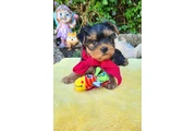 cachorros yorkies disponibles en Madison