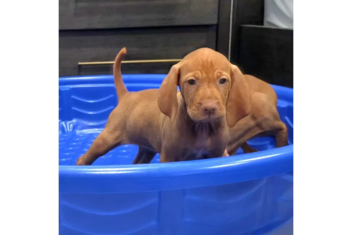 $1000 : 🐾 Cachorros Viszlas disponibl image 8