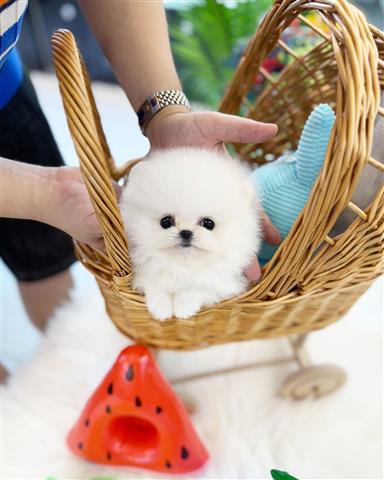 $350 : Cachorro Pomerania taza de té image 1