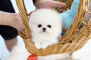 Cachorro Pomerania taza de té en Newark