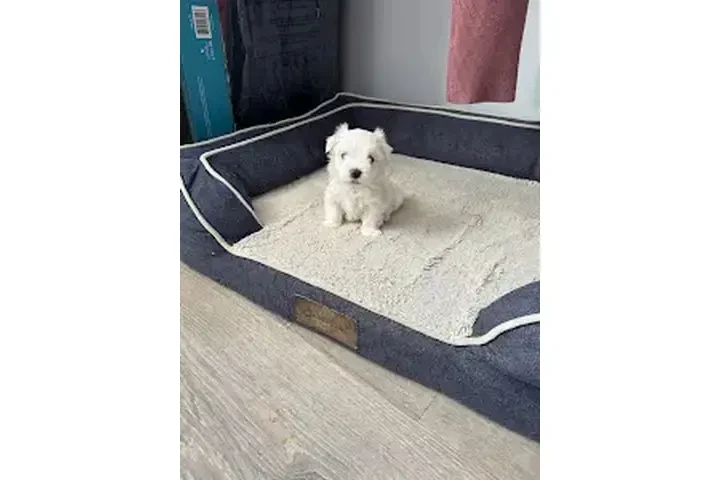 VENDO PERRO MALTESE image 2