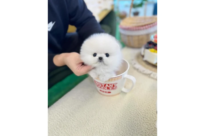$250 : Pomeranian puppy for sale image 1