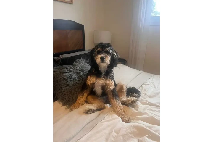 $2500 : Multigen medium Bernedoodles image 1