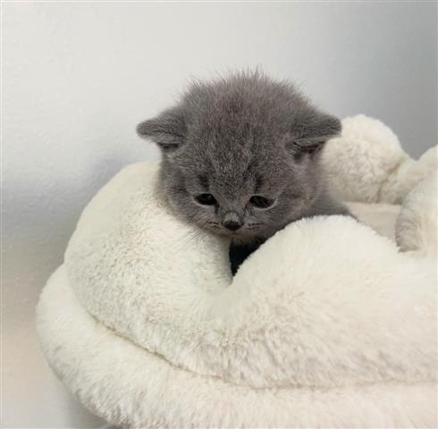 $240 : British Shorthair Kitten Ready image 2