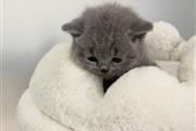 $240 : British Shorthair Kitten Ready thumbnail