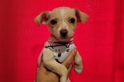 $250 : Chihuahua terrier thumbnail