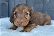 Miniature Dachshund puppies