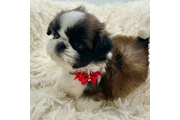 Cachorros Shihtzu en venta en Houston