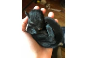 $290 : Adorable ardilla en adopción thumbnail