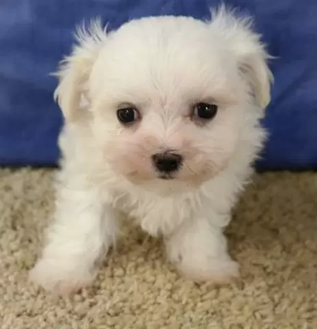 $350 : Lovely Maltese puppy for sale image 1