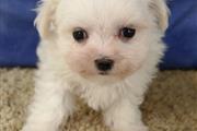 Lovely Maltese puppy for sale en Houston
