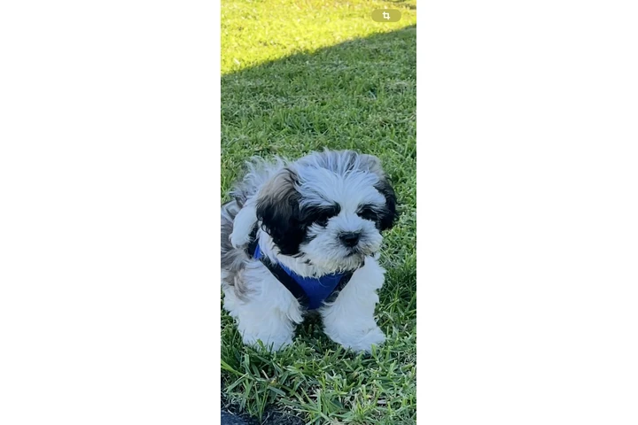 $750 : Shih tzu image 1