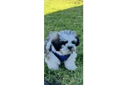 Shih tzu en Orange County