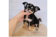 $350 : Cachorros de chihuahua thumbnail