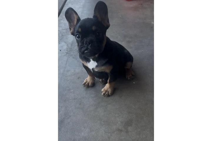 $1700 : Frenchie  AKC image 3