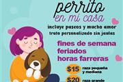Cuidamos tu Perrito en mi casa en Quito