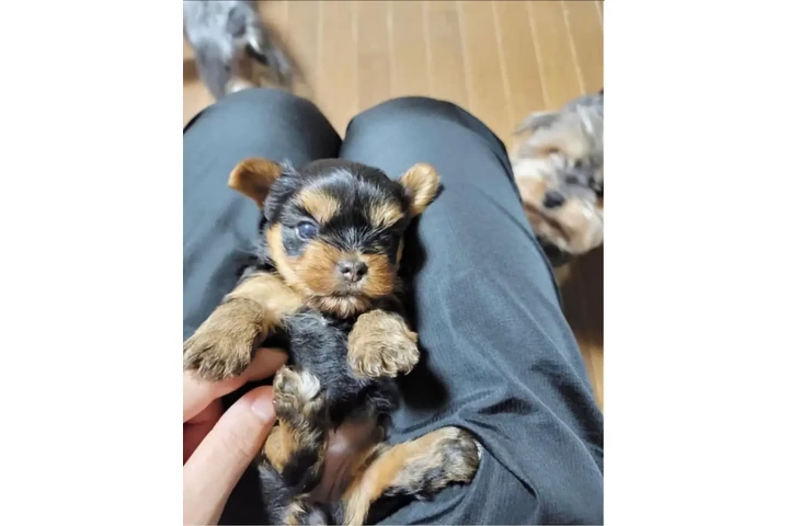 $350 : Cachorros yorkie taza de té image 3
