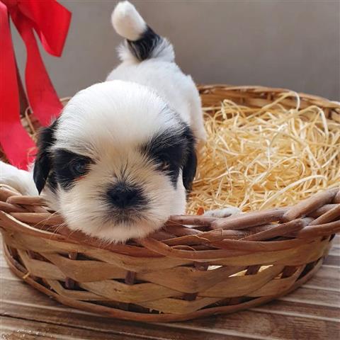 $350 : Shihtzu image 1