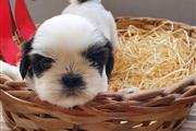 Shihtzu en Philadelphia