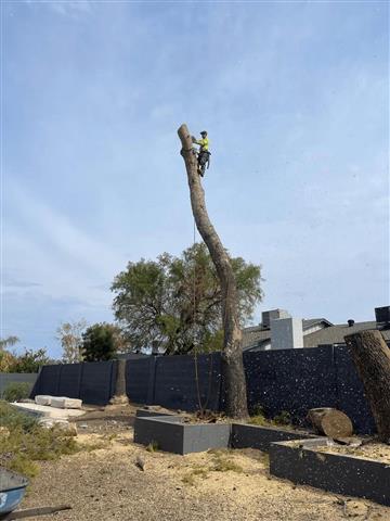 Tree Maintenance in Phoenix! image 6