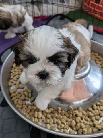 $300 : Shih tzu puppies image 1