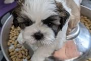 Shih tzu puppies