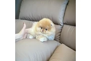 $350 : Pomerania taza de té thumbnail