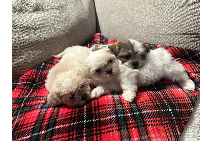 $1500 : Shitzu image 5