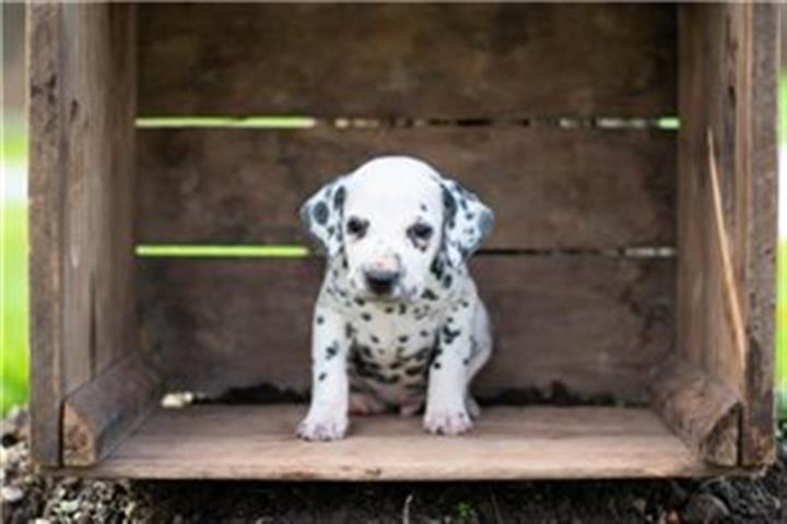 $500 : Dalmation puppies for adoption image 2