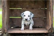 $500 : Dalmation puppies for adoption thumbnail