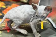 $350 : Vendo gatitos akc sphynx thumbnail