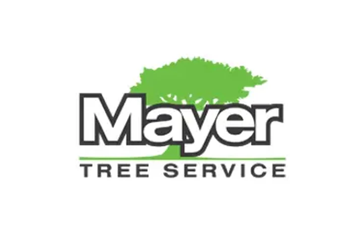 Tree service Cambridge, MA image 2