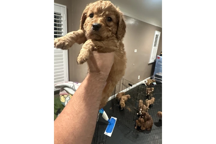 $1800 : Mini Goldendoodle F1b image 1