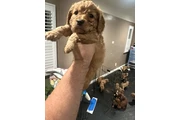 Mini Goldendoodle F1b en Los Angeles