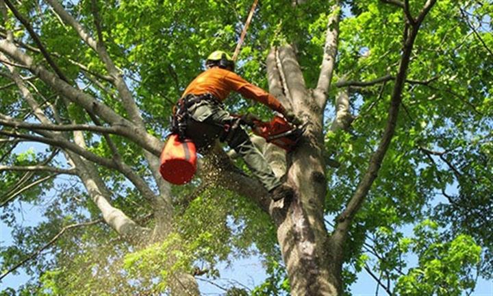 BERNES TREE SERVICES INC. image 1