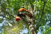 BERNES TREE SERVICES INC. en Indianapolis