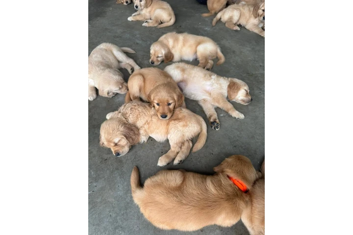 $350 : Cachorros Golden Retriever image 4