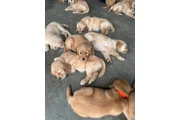 $350 : Cachorros Golden Retriever thumbnail