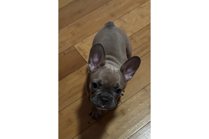 $230 : French bulldog image 4